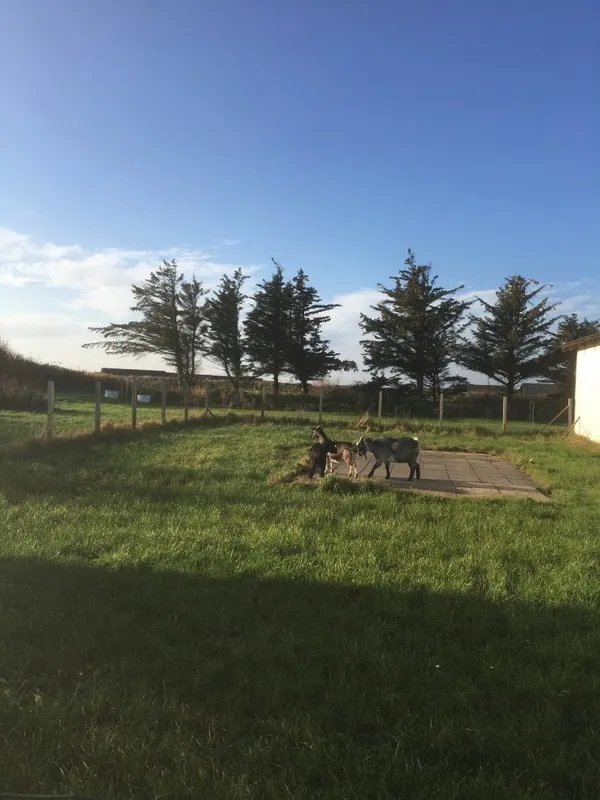 Løkken maritime naturcamping Vestkystcamping