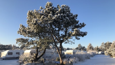 Stjerne Camping