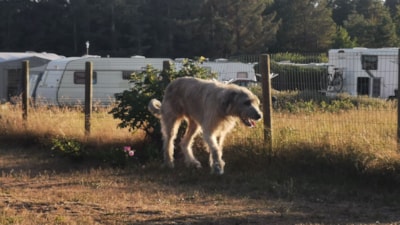 Stjerne Camping