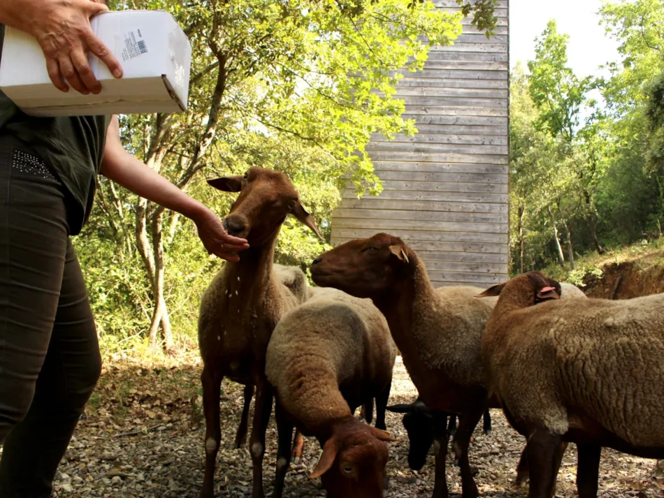 Camping  Domaine des Bords de Cèze