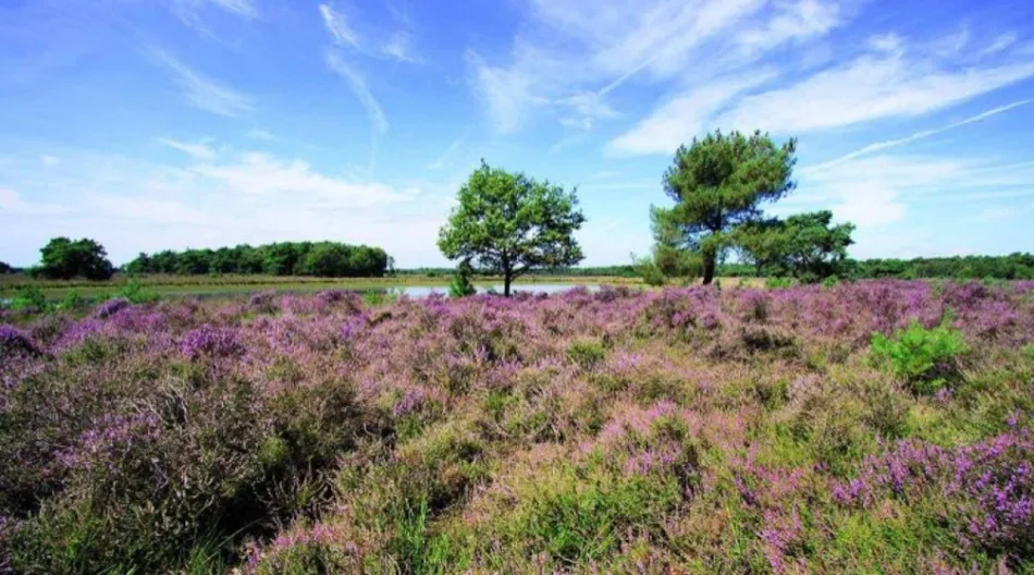 Heidepark Veluwschkarakter