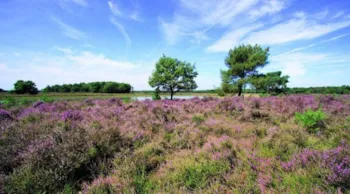 Heidepark Veluwschkarakter - Ucamping