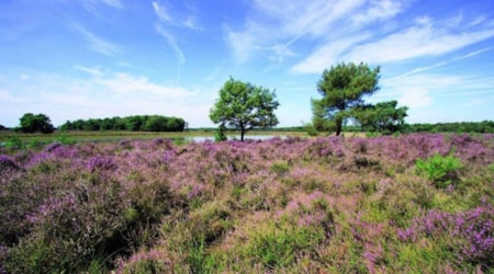 Heidepark Veluwschkarakter