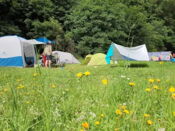 Stellplatz - Naturzeltplatz (Nur Für Zelte) - Moselcampingplatz Alf 