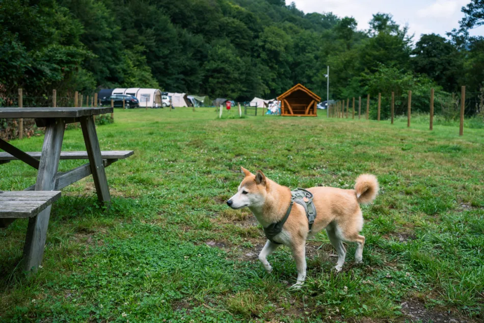 Moselcampingplatz Alf 