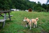 Foto #15 van Moselcampingplatz Alf