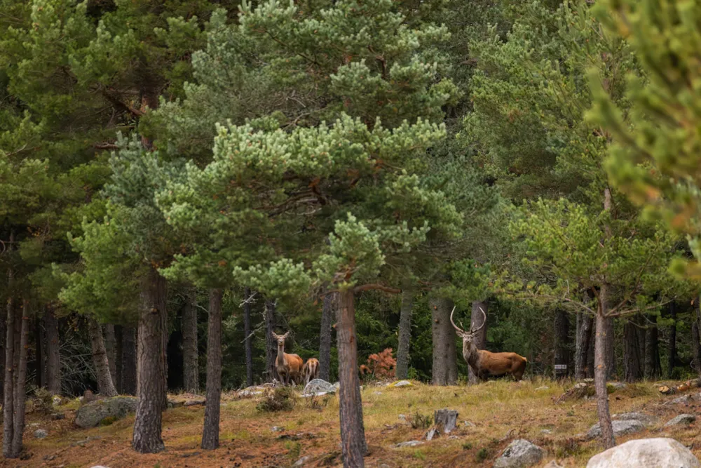 Camping LE PETIT CANADA      (Les Bouillouses)