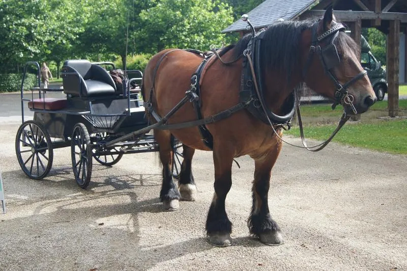 Flower Camping La Samaritaine