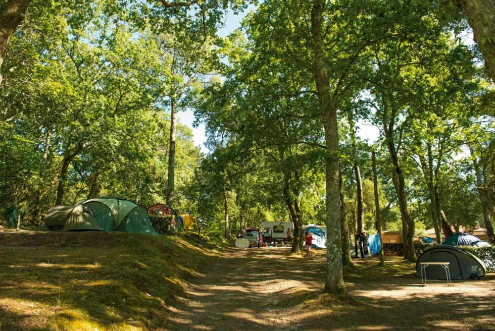 Stellplatz - Stellplatz Ohne Strom + 1 Auto + 1 Zelt Oder Wohnwagen - -  Camping Jobel 