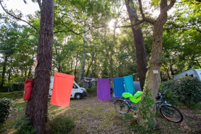 Pitch with electricity + 1 car + 1 tent or caravan — 1