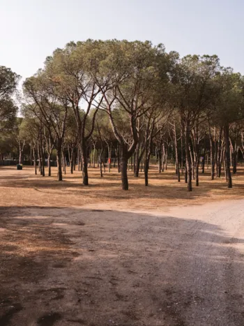 Stellplatz - Stellplatz Plus (Keine Zelte Erlaubt) - Wecamp Cala Montgó