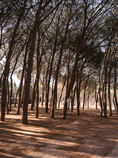 Pitch PLUS (no tents allowed) — 2