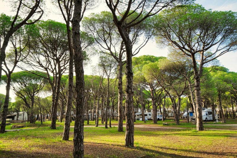 Piazzola STANDARD (non sono ammesse tende)