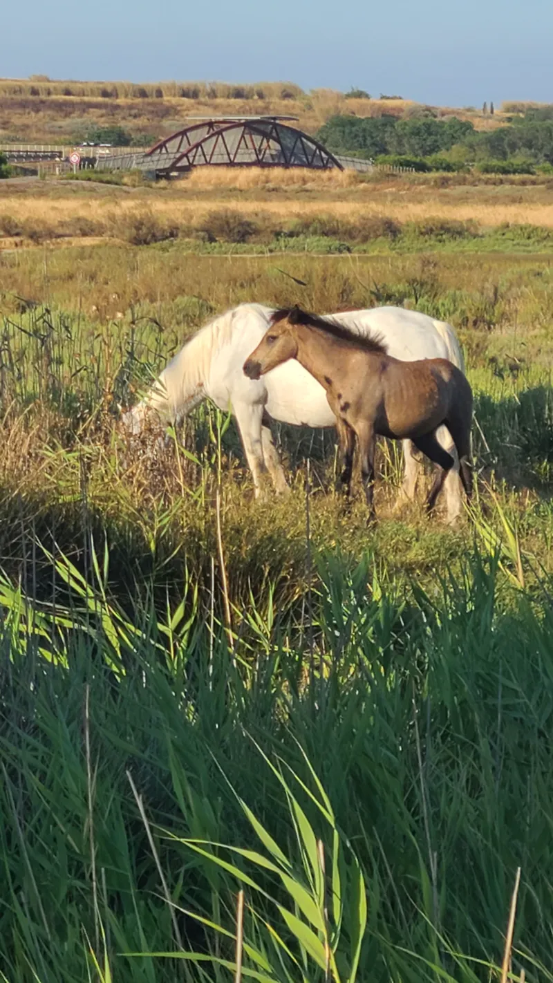 Mobil-Home N°101 - 2 Chambres - Vue Étang