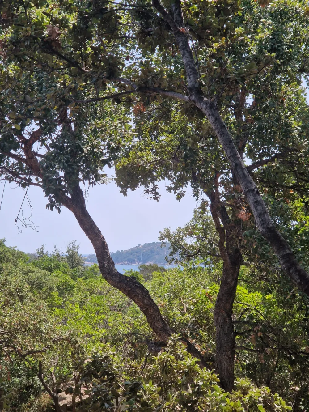 Location - Chalet Uliicolu (Gamme Supérieure) - S - - U Pinarellu
