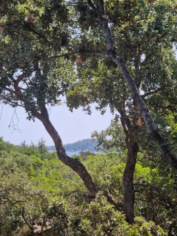 Location - Chalet Uliicolu (Gamme Supérieure) - S - - U Pinarellu