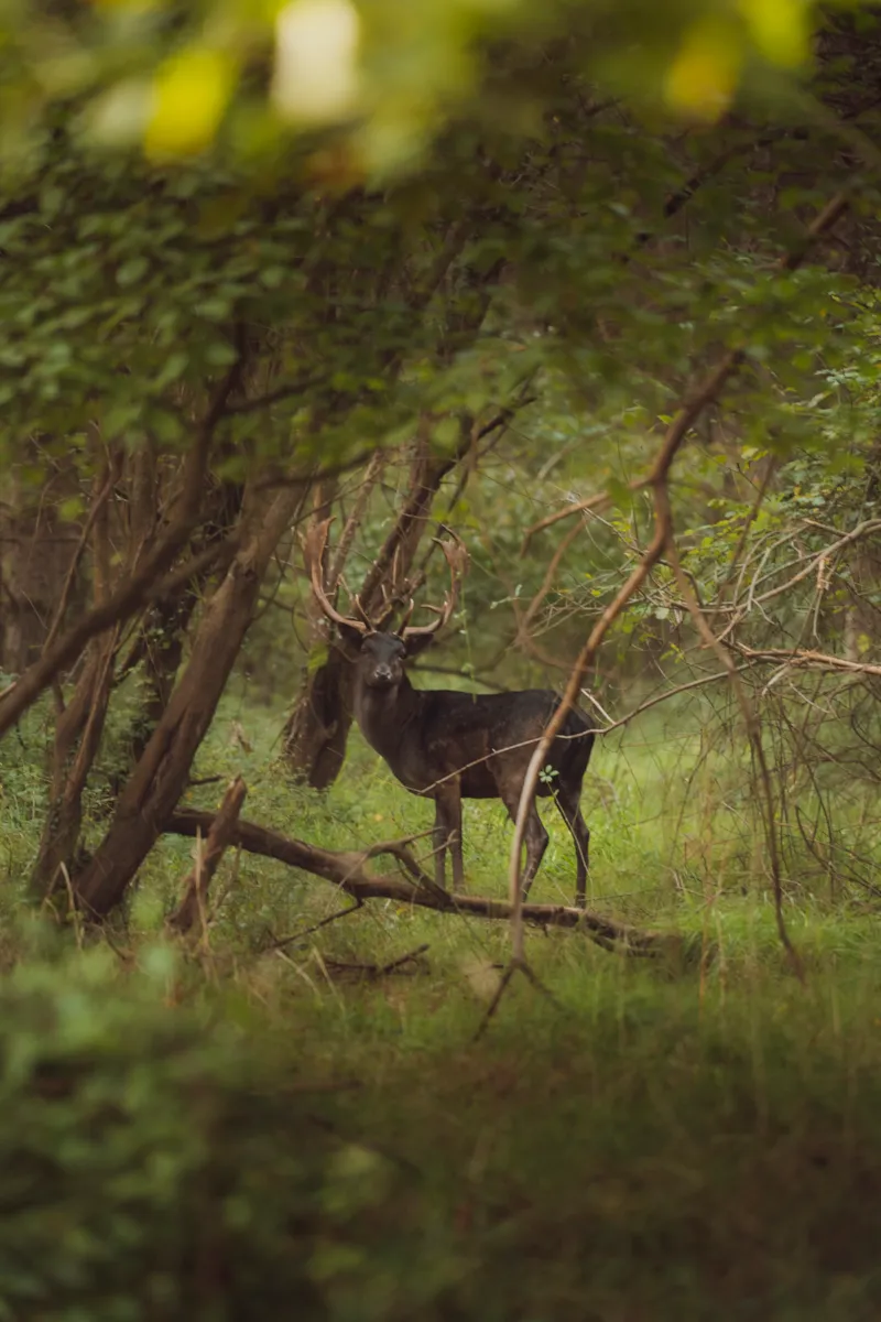 Lodge 2 Chambres Et Spa - Rustique