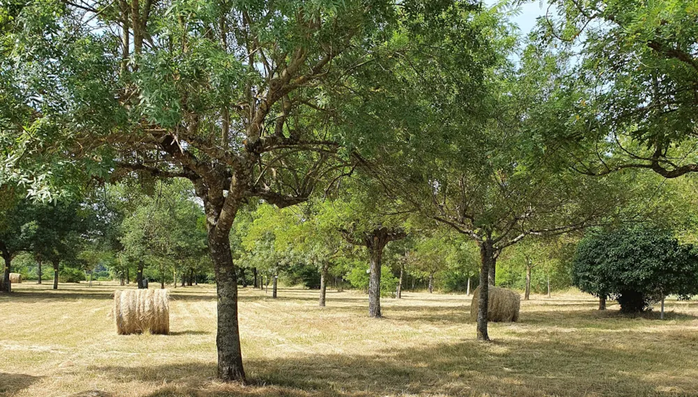 Camping Le Moulin - image n°1 - Ardeche
