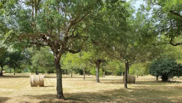 Camping Le Moulin - Ardeche