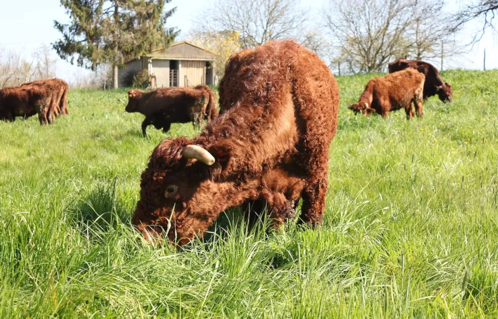 L'Étable des Mauges en Anjou