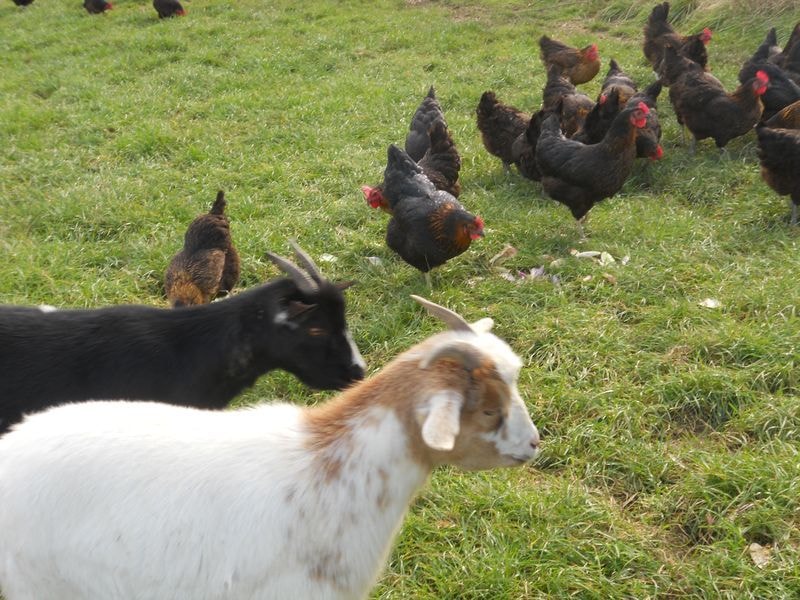 Camping La Ferme Des Saules — Photo 7