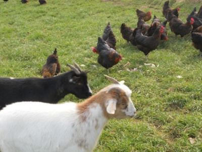 Camping La Ferme Des Saules