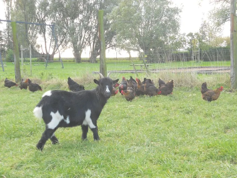 Camping La Ferme Des Saules