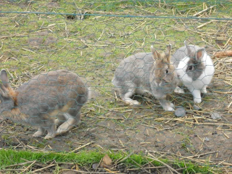 Camping La Ferme Des Saules