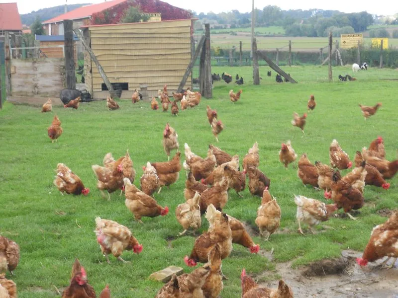 Camping La Ferme Des Saules