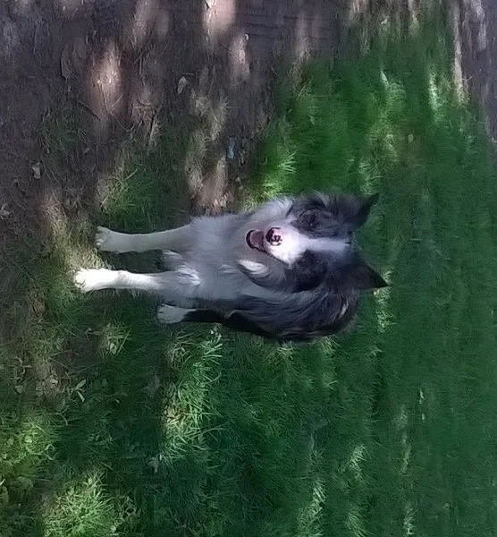 Camping La Ferme Des Saules