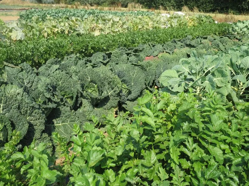 Camping La Ferme Des Saules