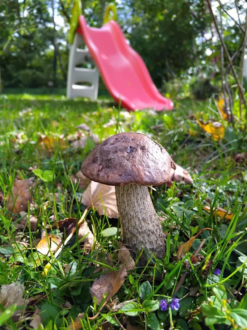 Emplacement Tente / Caravane + 1Véhicule - Avec Électricité -