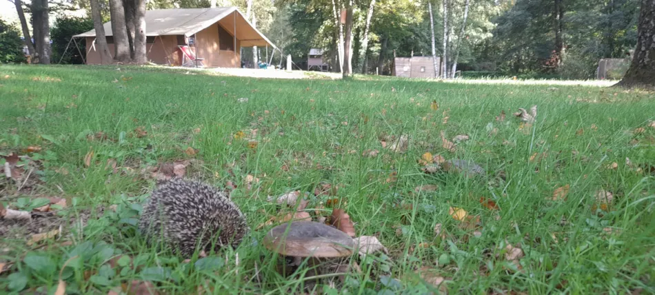 Camping de l'Eau Mère