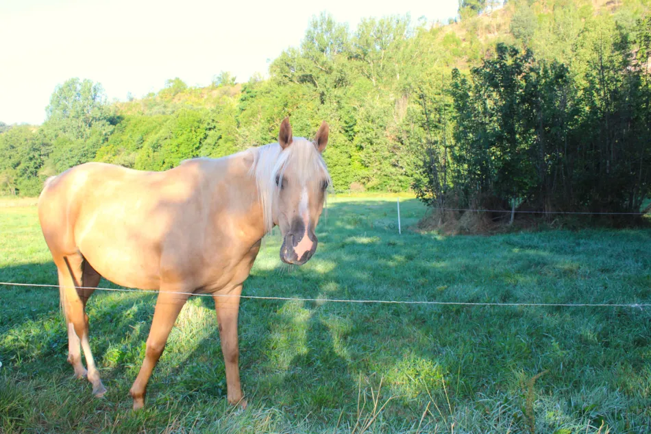 Camping Vert Lavande