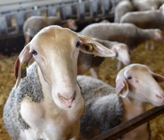 Camping Vert Lavande