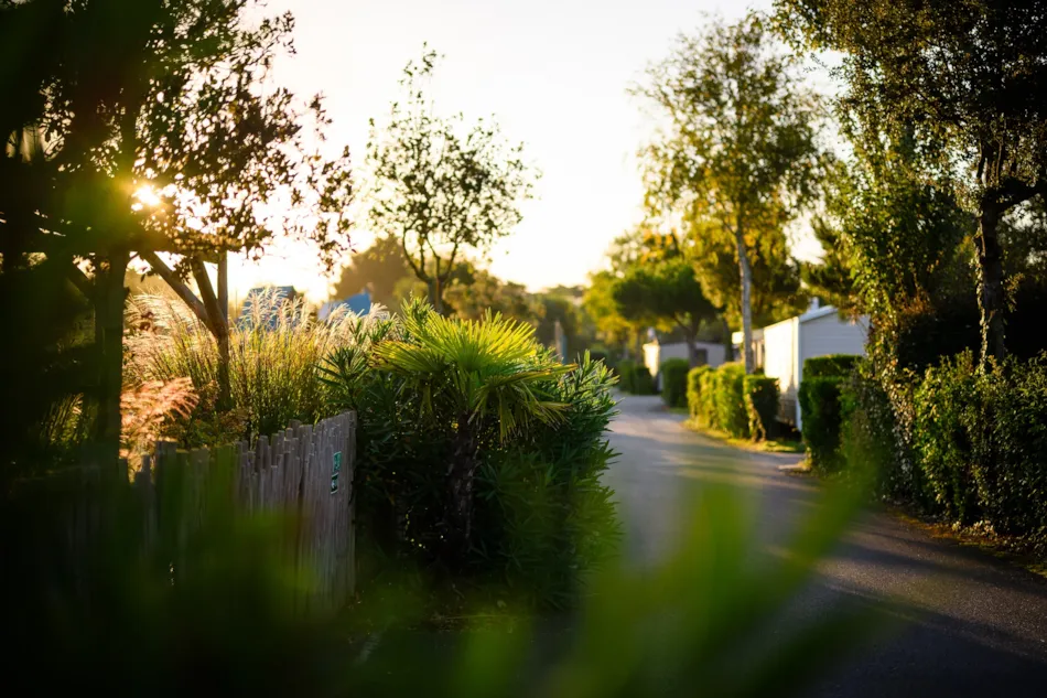 Camping L'Abri des Pins