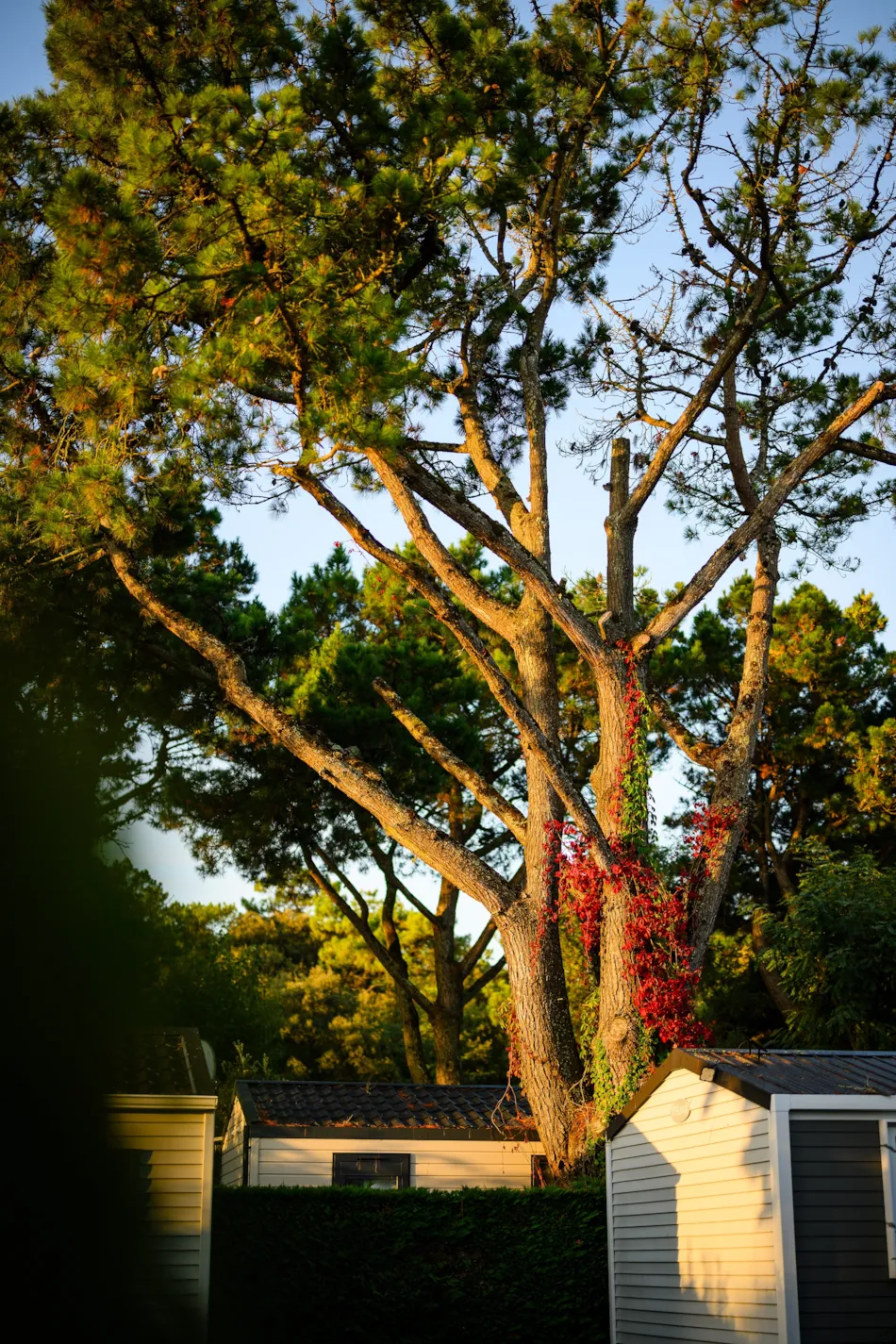 Camping L'Abri des Pins