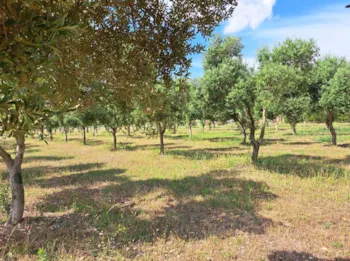 Emplacement - Emplacement Sans Électricité - Caravaning Societat Agrícola Siurana