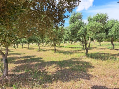 Plot without electricity in the heart of nature with magnificent panoramic views — 1