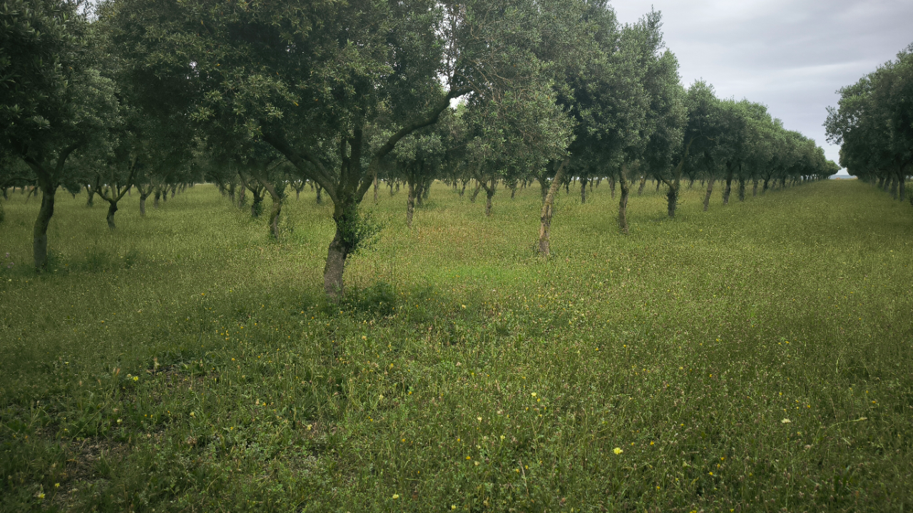 Caravaning Societat Agrícola Siurana — Foto 2