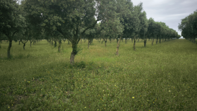 Plot without electricity in the heart of nature with magnificent panoramic views — 4