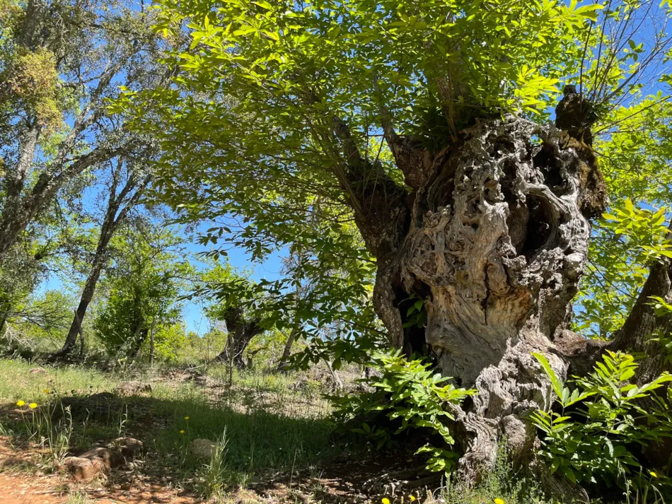 Camping El Madroñal