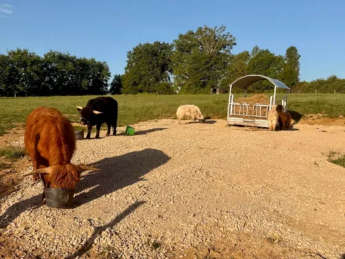 Location - Cabane Spa Animaux - image n°6 - Camping Le Domaine des Feuilles