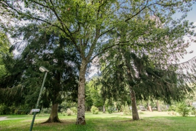 Camping package (pitch, 2 people, 1 vehicle)