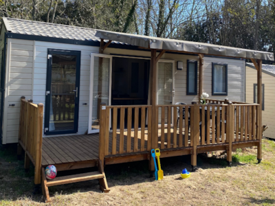 Cottage Olearia — 1