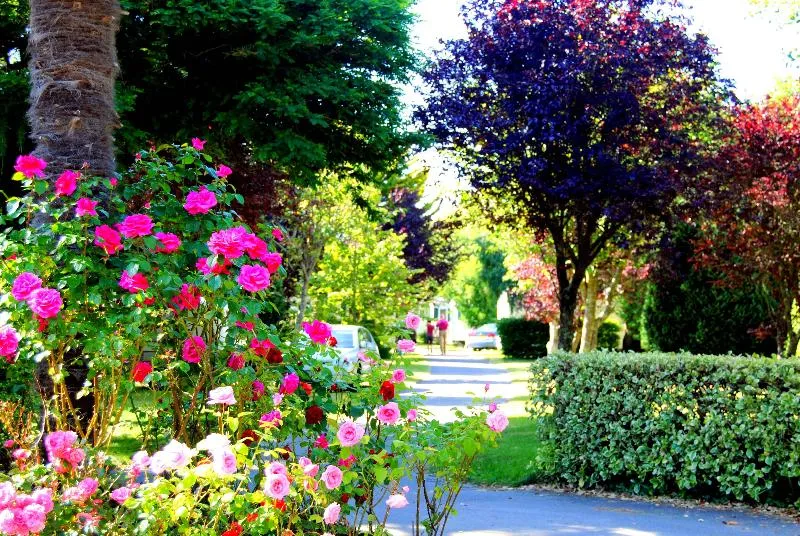 Emplacement + Voiture + Électricité 10A