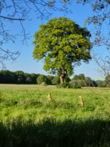 Foto #14 van Camping Dörpen