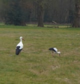 Foto #18 van Camping Dörpen