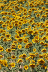 Foto #25 van Camping Chantecler