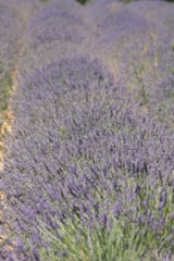 Foto #23 van Camping Chantecler